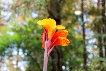 花卉 美人蕉