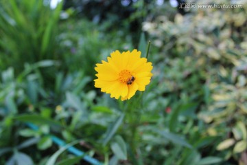 黄菊花