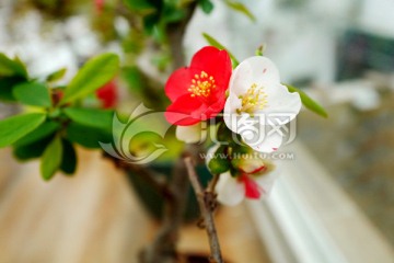 海棠花