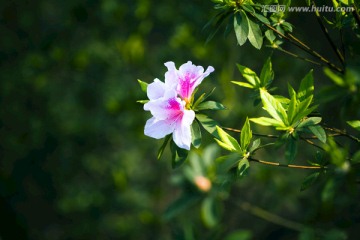 花卉摄影