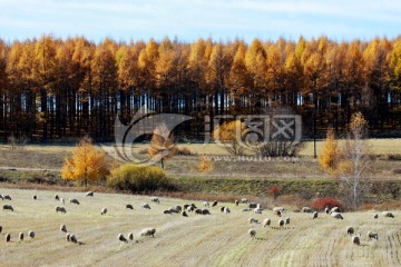 秋季田野羊群森林