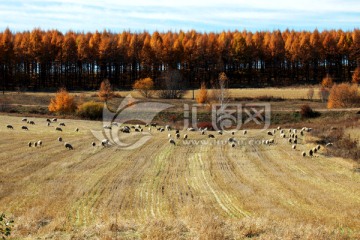 秋季麦田森林羊群