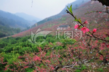 烟雨桃花