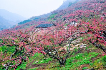 烟雨桃花