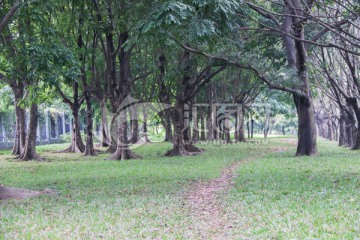 小树林