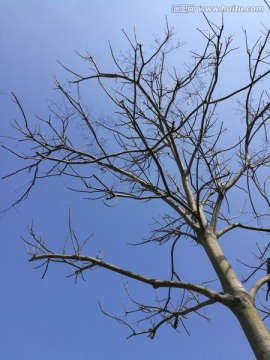 蓝天下的树木