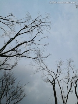 冬日的树木