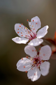 白色紫叶李花