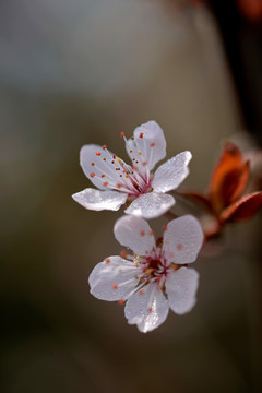 白色花 紫叶李