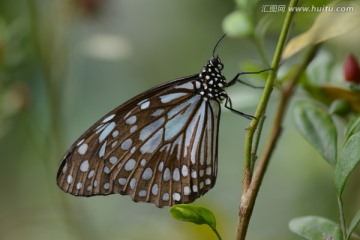 蝴蝶与花枝