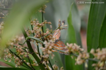 花枝后面的蝴蝶