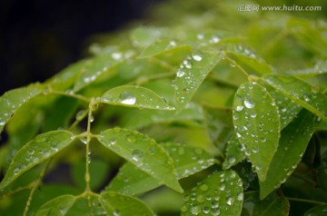 树叶上的水珠