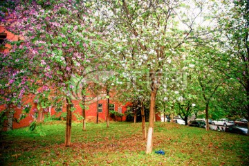 紫荆花树林
