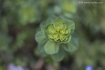 油菜花苞