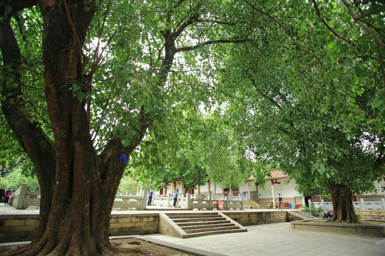 百年菩提树