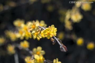 迎春花