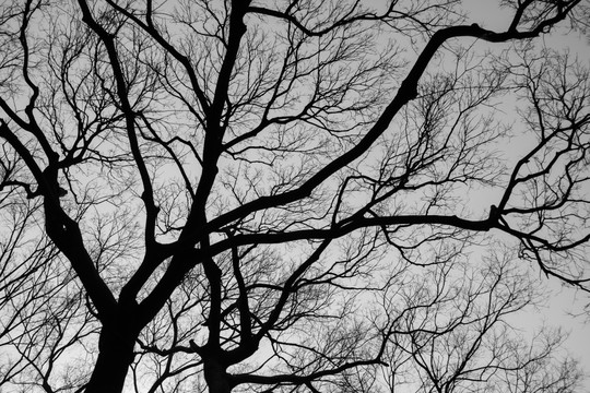 枯树 树枝 冬季 树木