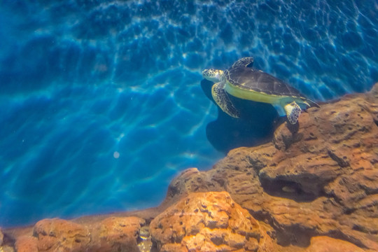 海龟 海底世界