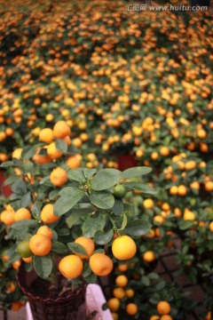 春节花市年桔