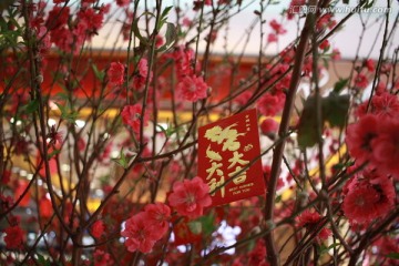 桃花树上挂红包