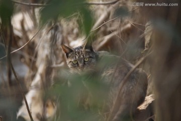 草丛中的猫