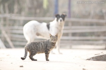 猫和狗