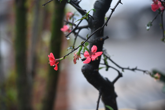 雨中桃花