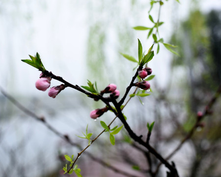 桃花