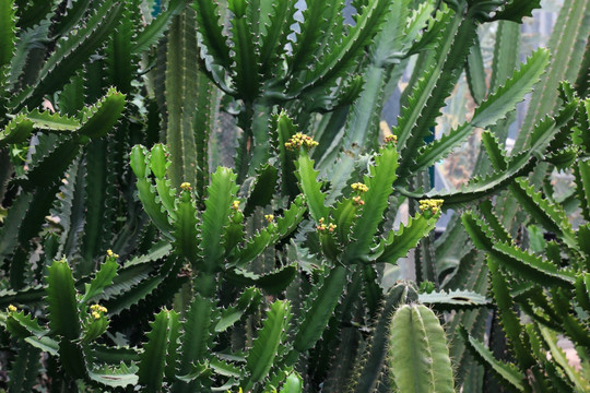 带刺植物