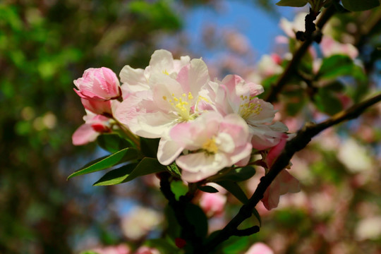 浪漫 樱花