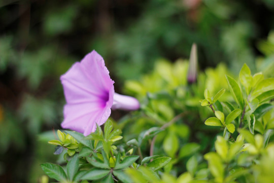 槭叶牵牛花