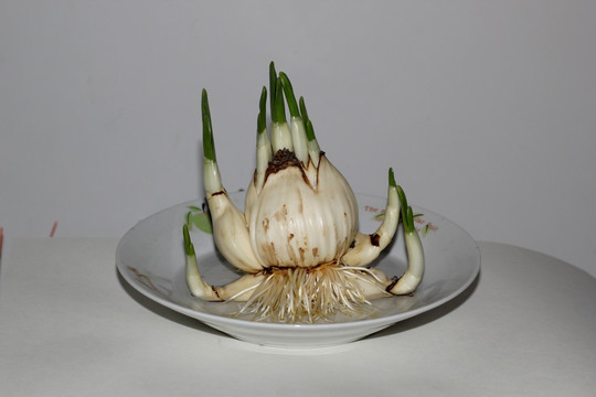 水仙鳞茎