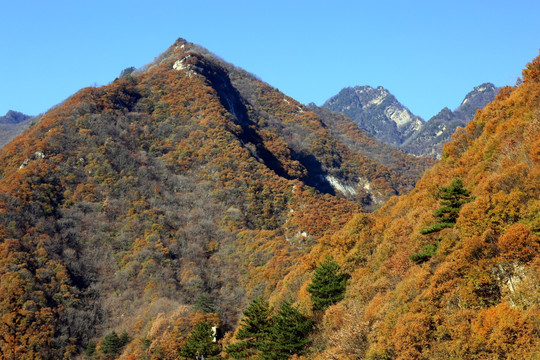 秦岭原生态 高格