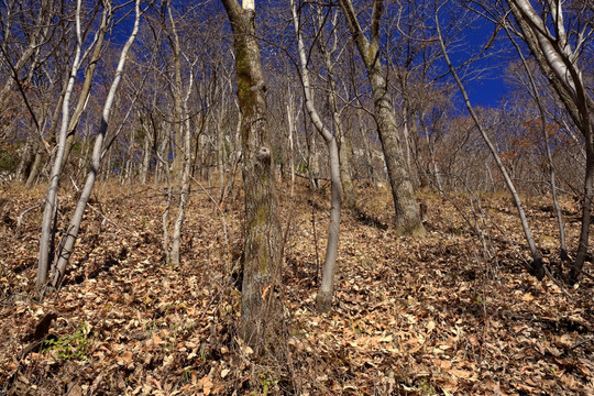 秦岭原生态 高格