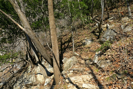 秦岭原生态 高格