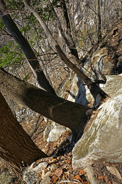 秦岭原生态 高格