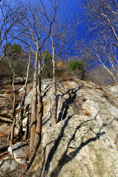 秦岭原生态 高格