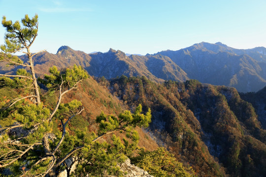 秦岭万华山 高格