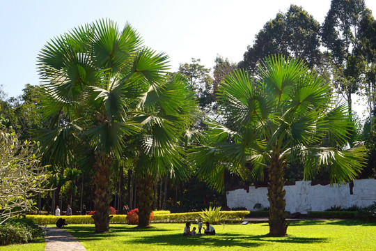 版纳植物园棕榈园 贝叶棕