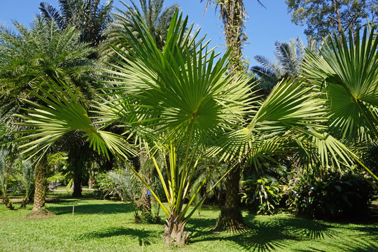 版纳植物园棕榈园 贝叶棕