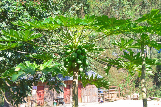热带果树 番木瓜植株