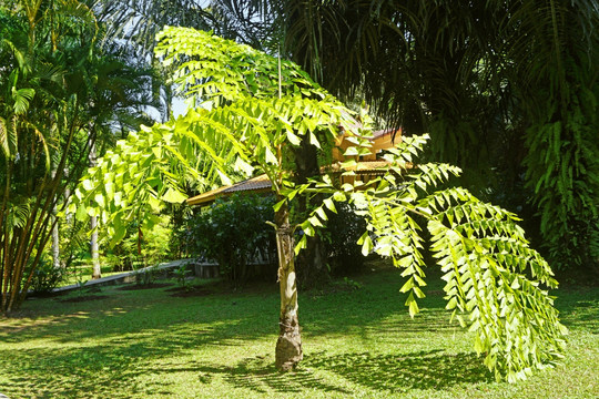 中科院版纳植物园 棕榈树