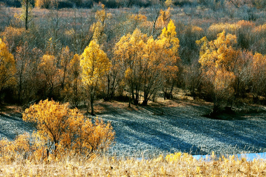 秋季河床植被