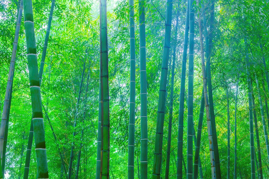 竹林竹子