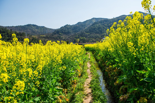 春天 油菜花地 泥土小路