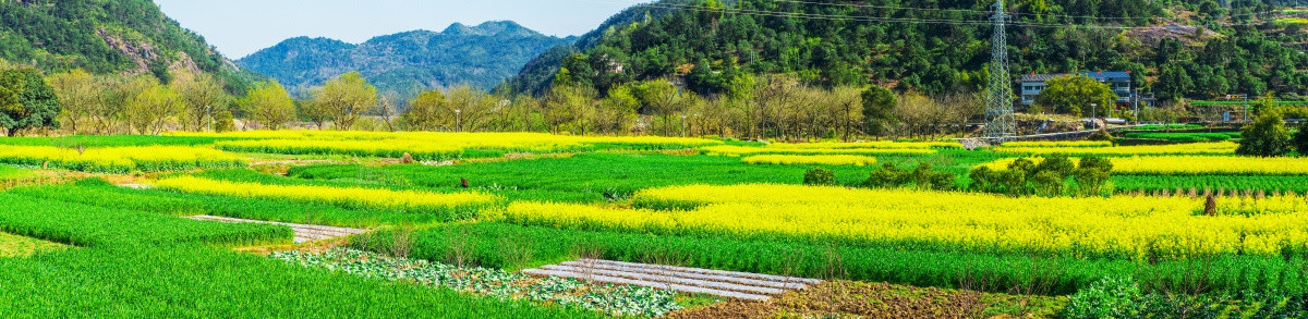 油菜花花海 田园风光 乡村风景