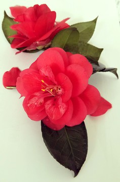 绿叶鲜花