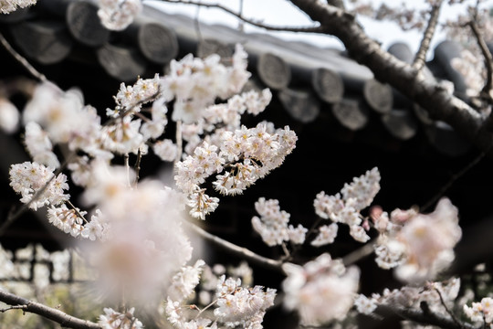 樱花高清