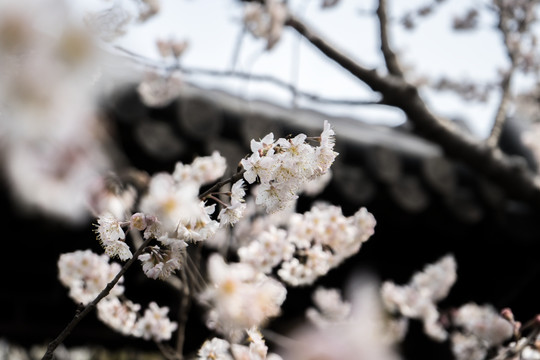 樱花高清