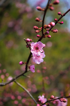 梅花素材